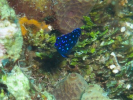 Yellowtail Damselfish Juvenile IMG 9523